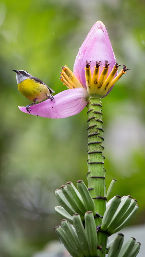 Apressada por natureza