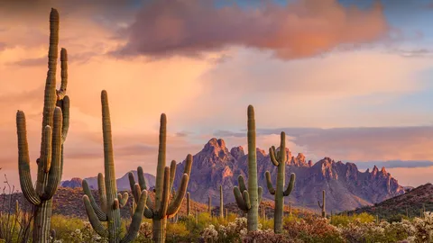 Saguaro, un asunto espinoso