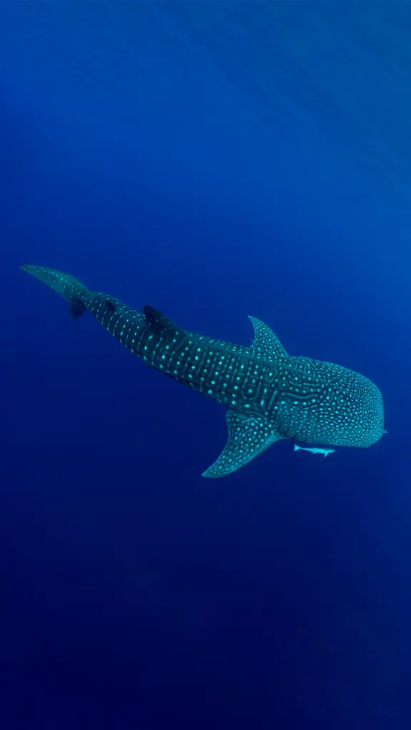 今日は国際ジンベエザメの日
