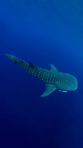今日は国際ジンベエザメの日