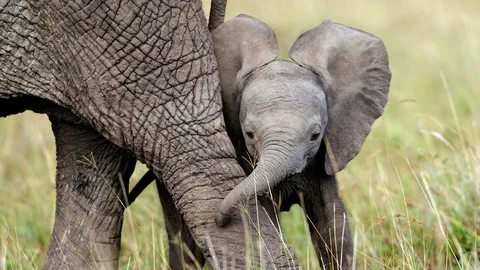 African elephant calf playing with its mother, Masai Mara National Reserve, Kenya