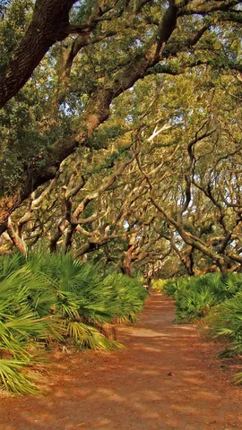 坎伯兰岛国家海岸，美国佐治亚州