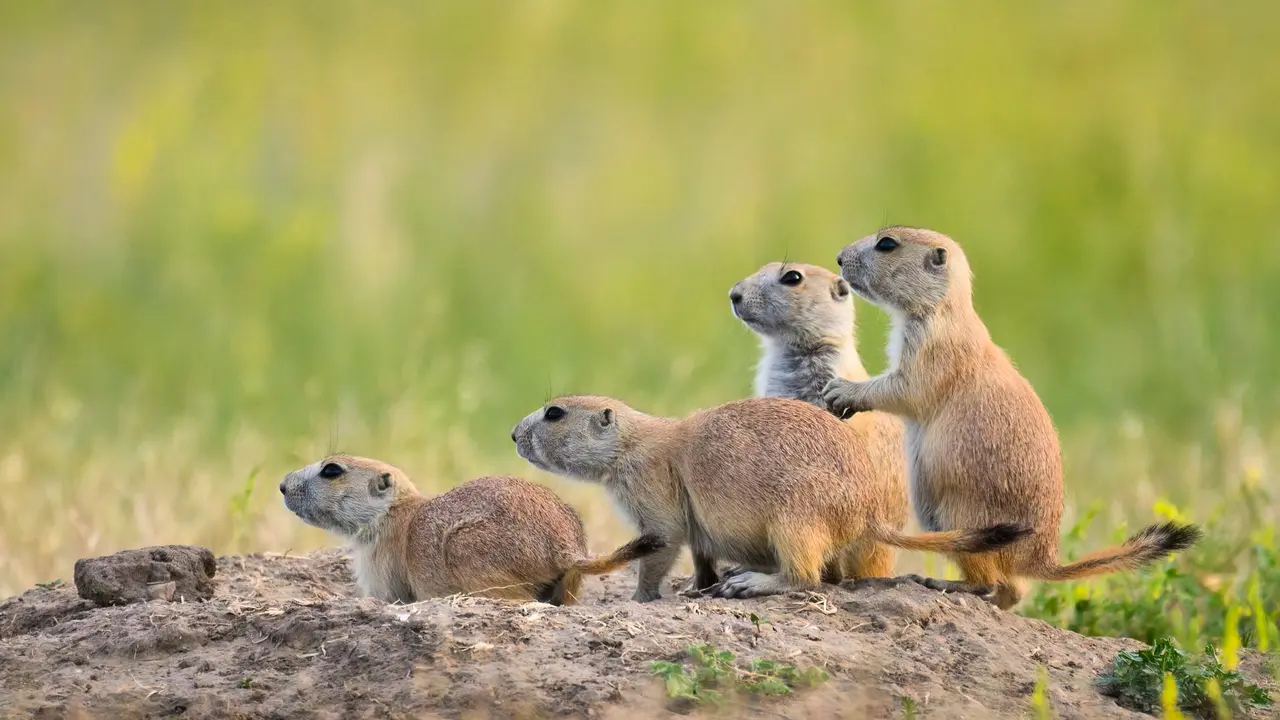 Black-tailed prairie dogs at Roberts Prairie Dog Town, Badlands National Park, South Dakota, United States