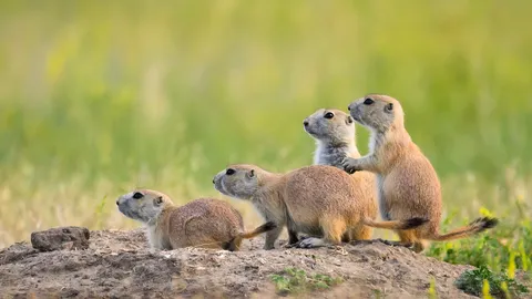 Black-tailed prairie dogs at Roberts Prairie Dog Town, Badlands National Park, South Dakota, United States