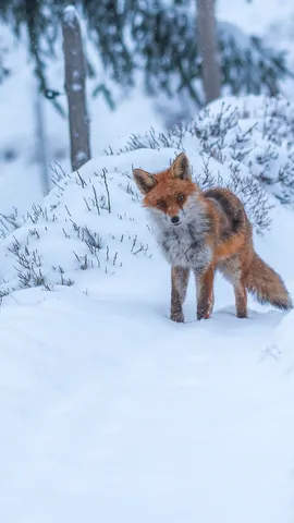 Tu veux ma photo ?