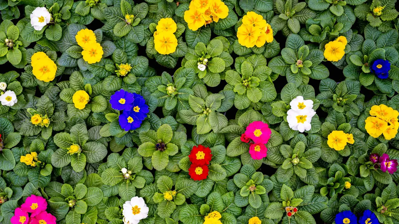Blumenteppich