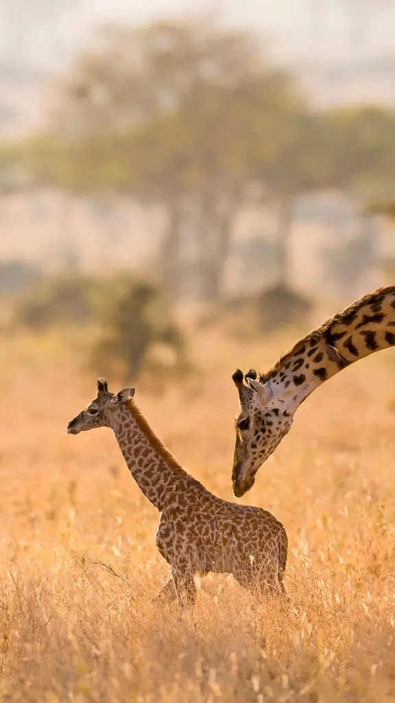 Grazile Gesch&ouml;pfe