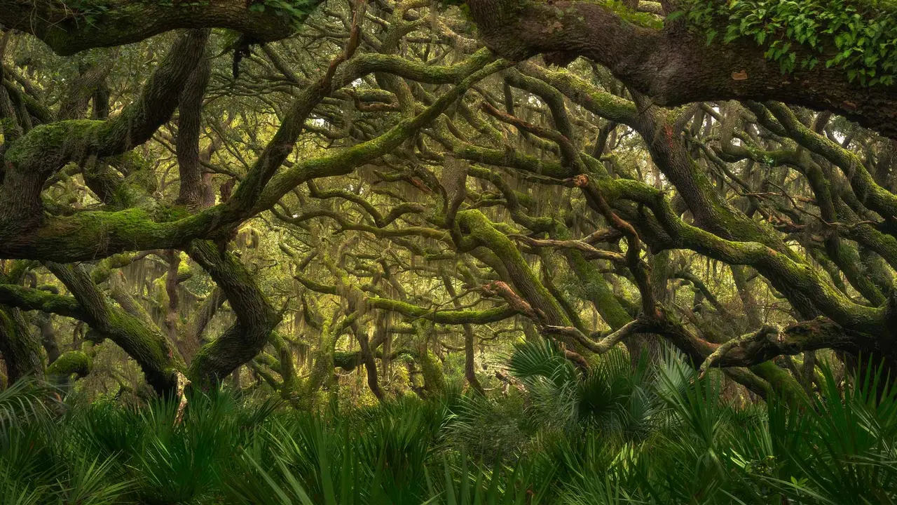 Maritime forest in Cumberland Island National Seashore, Georgia, United States