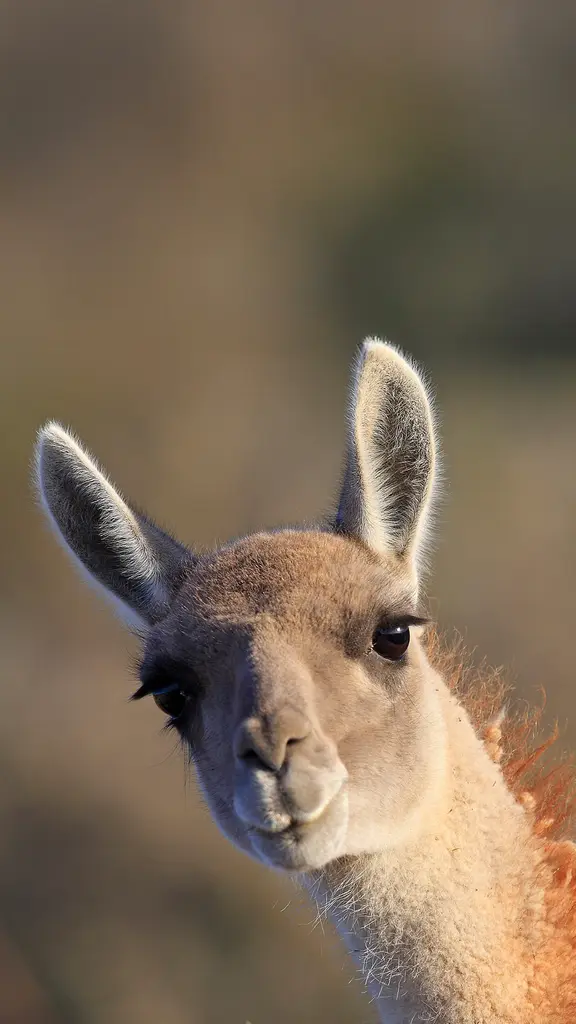 Say 'cheese'&hellip; or grass