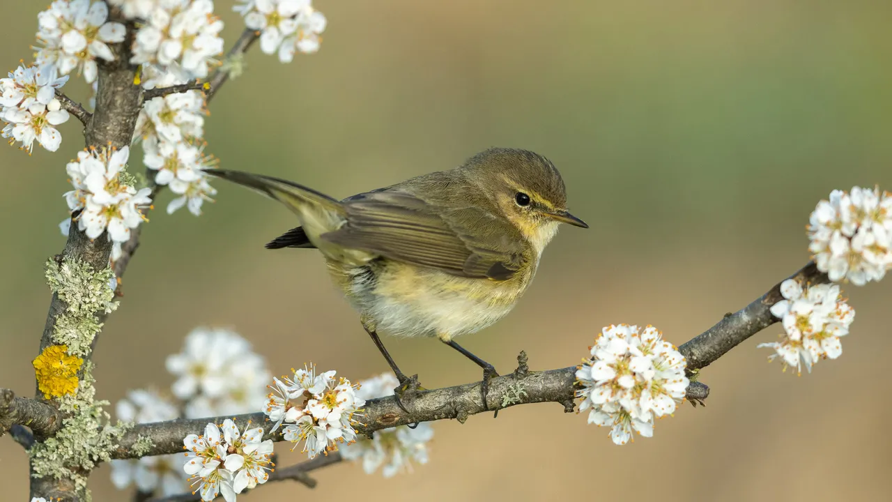 Ein Vogel mit gutem Ruf