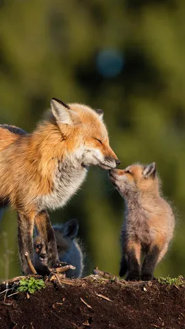 Kits and kisses