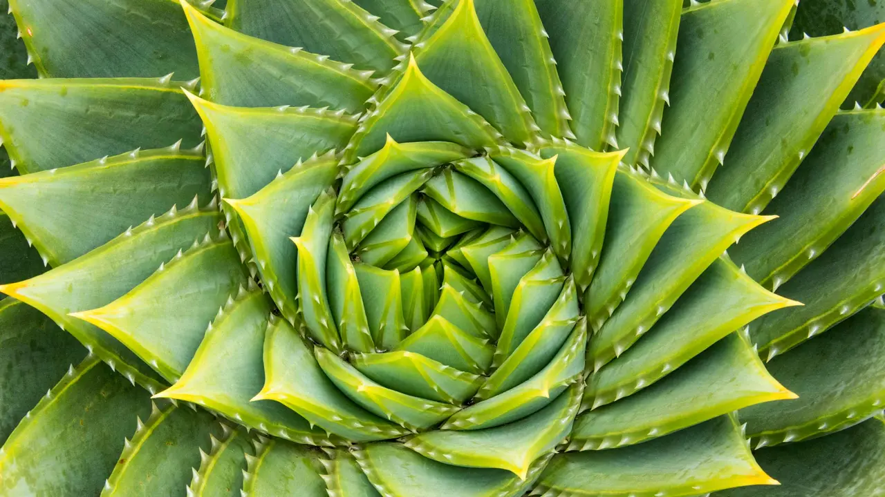 O c&oacute;digo secreto da natureza