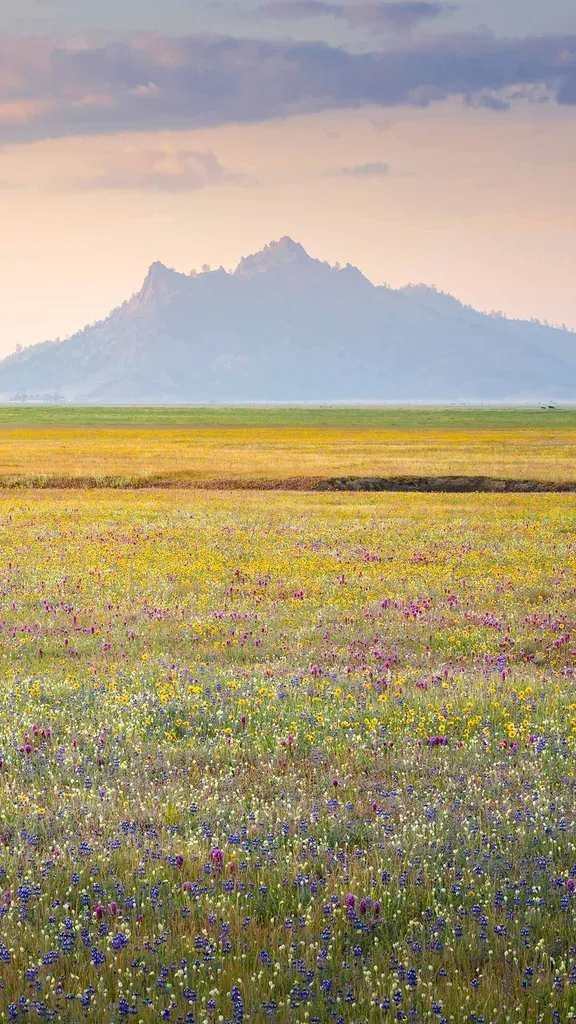 Wildflower bloom, Central Valley, California, United States