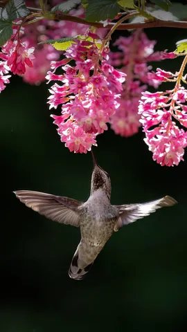 Small bird, big buzz!