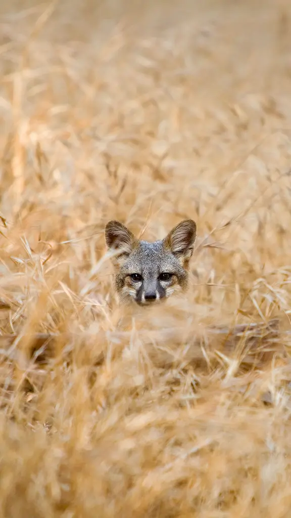 国家公园中狡猾的常住居民