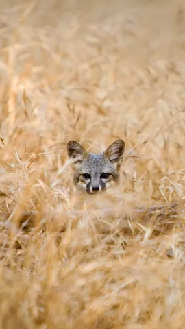 国家公园中狡猾的常住居民