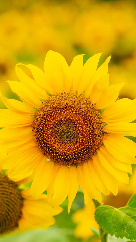 Hello yellow!