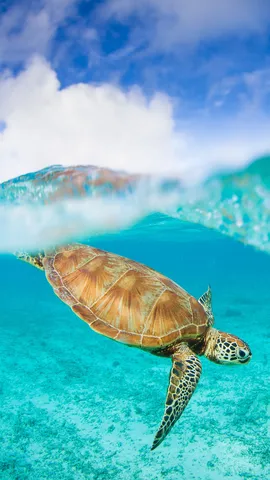 今日は海の日