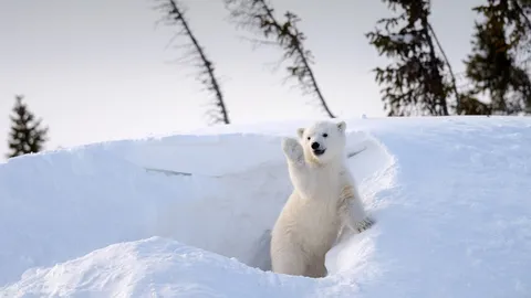 今日は国際ホッキョクグマの日