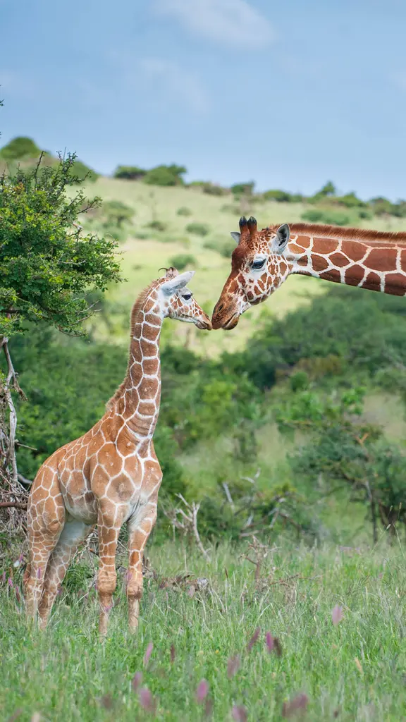 今日は世界キリンの日