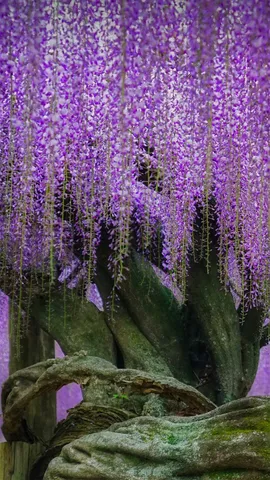 日本的紫色天堂