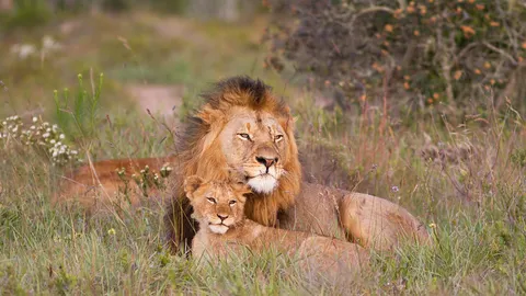 Ruggito di Pap&agrave;