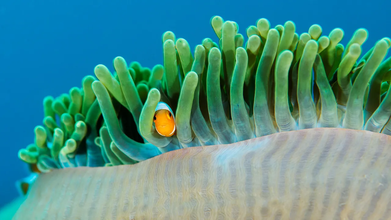 Reefside roommates