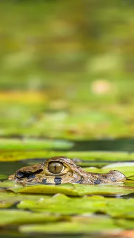 M&aacute;s ordinario que sirena de pantano