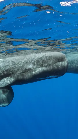 Les g&eacute;ants des mers