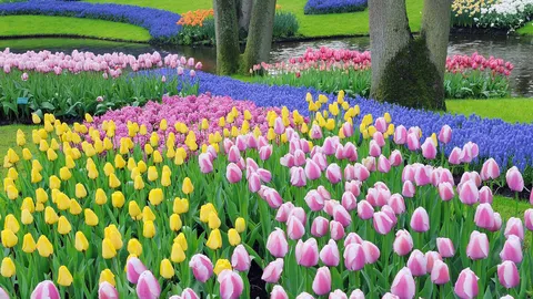 色とりどりに咲き誇る花畑