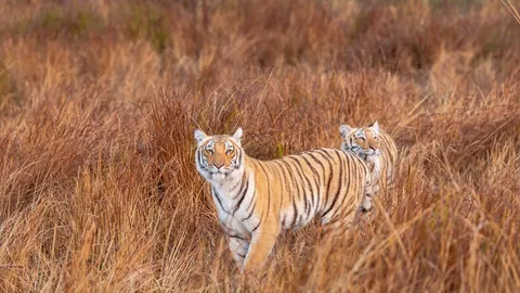 Die unz&auml;hmbare Majest&auml;t der Wildnis