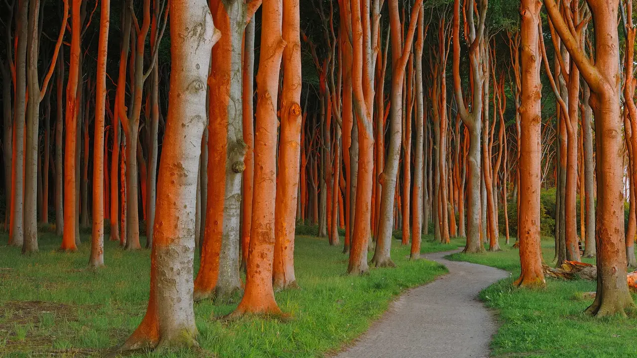 Vor lauter B&auml;umen den Wald nicht sehen