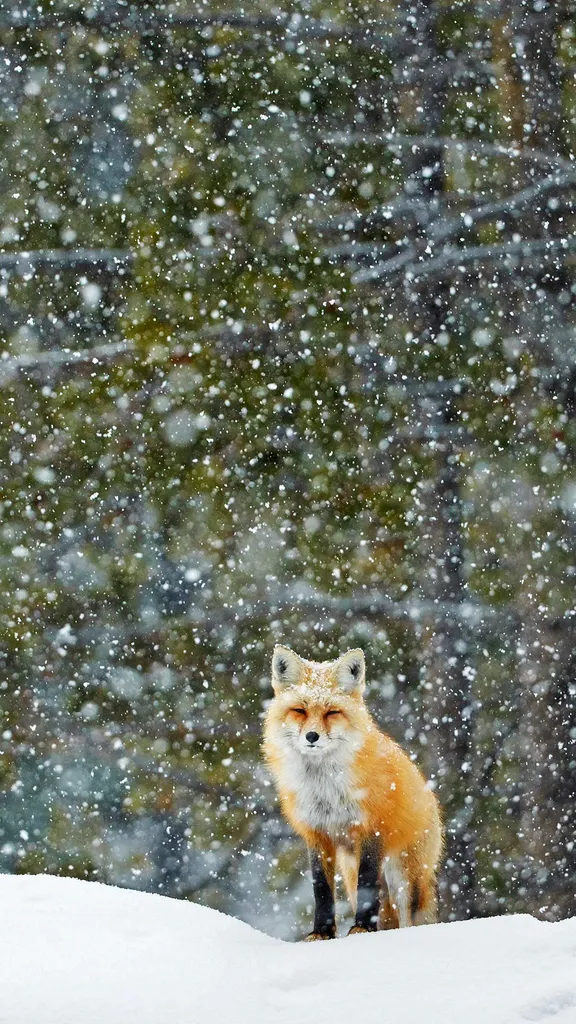 Red fox standing in snowfall, Grand Teton National Park, Wyoming, United States