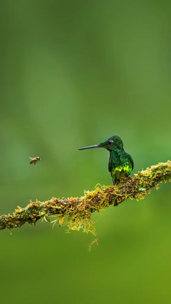 皇辉蜂鸟和蜜蜂，哥伦比亚