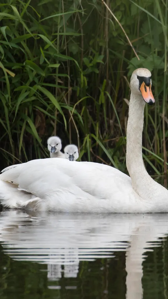 Mute swan with chicks, Hesse, Germany