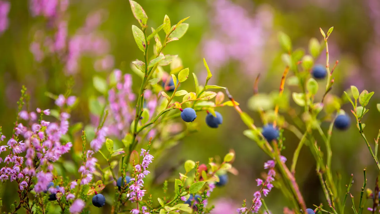 A dose of antioxidants