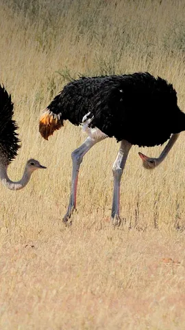 卡格拉格帝边境公园中一对正在求偶的鸵鸟，南非