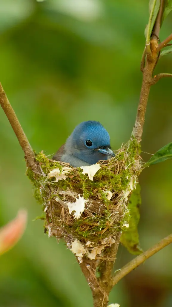 小さくてかわいい青色の鳥