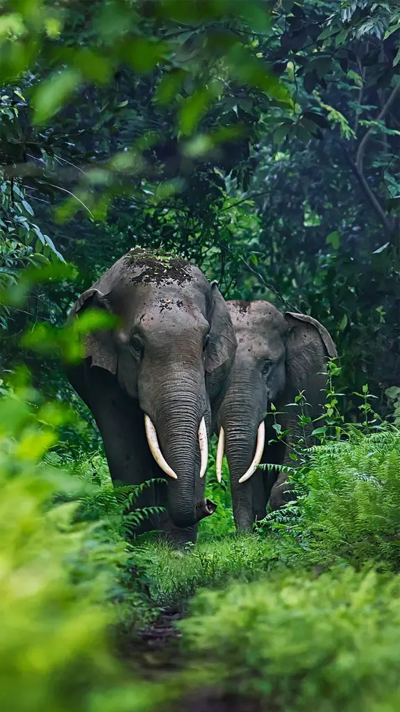 印度西孟加拉邦的亚洲象