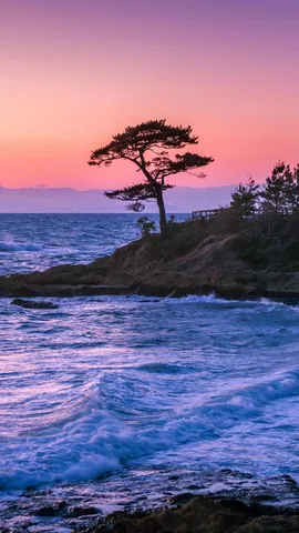 L&rsquo;albero e il mare