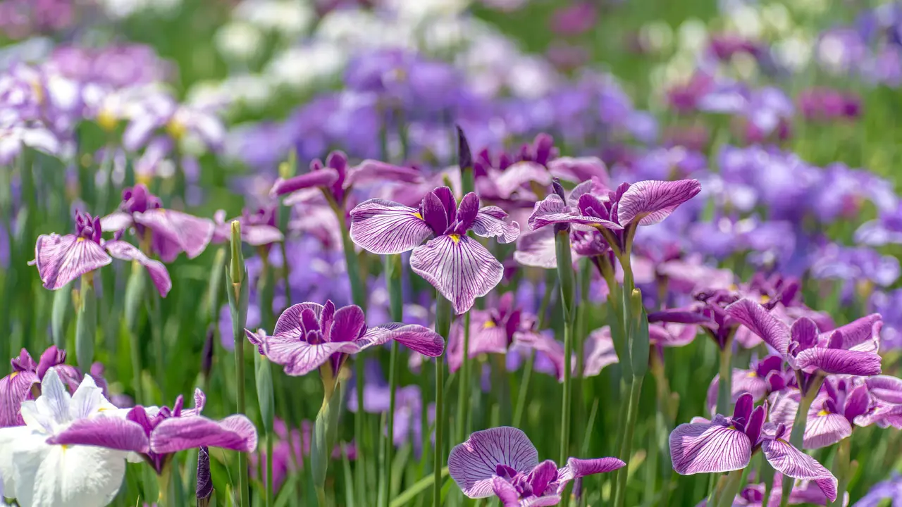 Waves of purple
