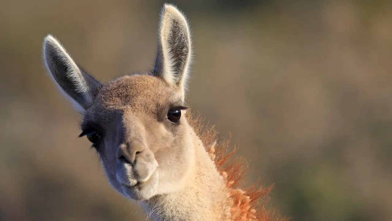 Say 'cheese'&hellip; or grass