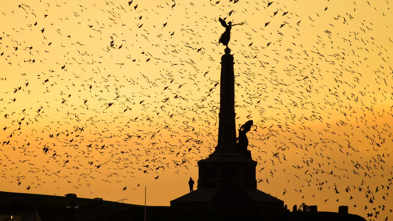 Honouring the fallen