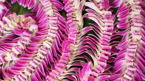 Primo Maggio alle Hawaii