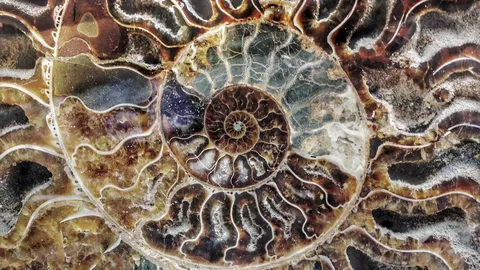 O c&oacute;digo secreto da natureza