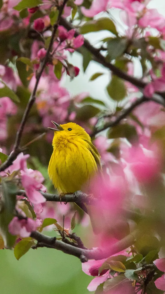 Bright feathers, sweet songs