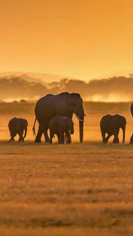 Gigante, cuyo valor flaquea ante un rat&oacute;n