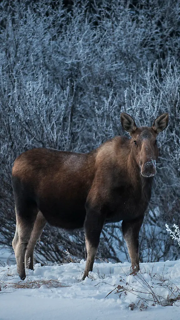A wild stare