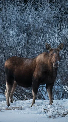 A wild stare