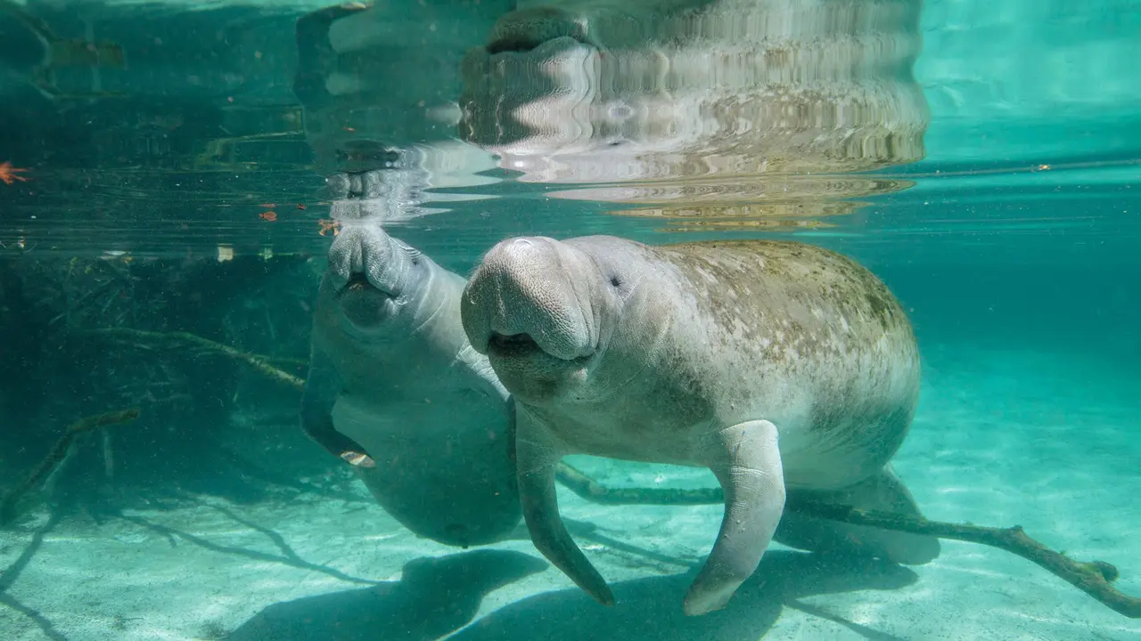 Sossego submerso